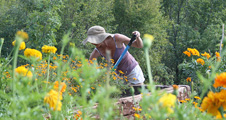 Image - Organic gardens at Camp Full Monte.